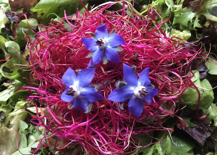 Hof Van Vijfeijken Couette-café *